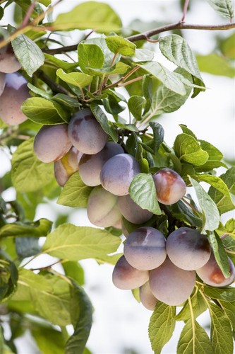 Prunus domestica ruth - prunus,